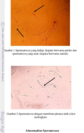 Gambar 1 Spermatozoa yang hidup (kepala berwarna putih) dan 