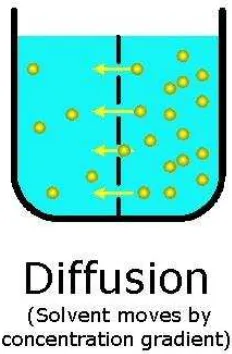 Gambar 2. Proses difusi terjadi dimana perpindahan zat terlarut melewati membran permeable 