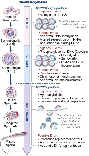 Fig. 1 Epigenetic eventsduring spermatogenesis. Inprimodial germ cells (mitosis),DNA methylation occurs to setup the paternal specificimprints