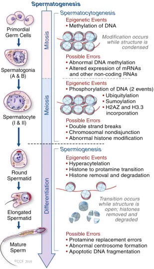 Fig. 1 Epigenetic eventsduring spermatogenesis. Inprimodial germ cells (mitosis),DNA methylation occurs to setup the paternal specificimprints