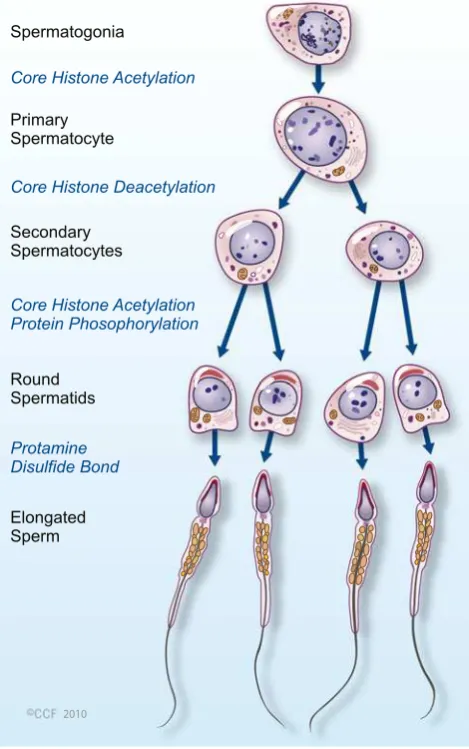 Fig. 3 Histone to protamine exchange during spermatogenesis
