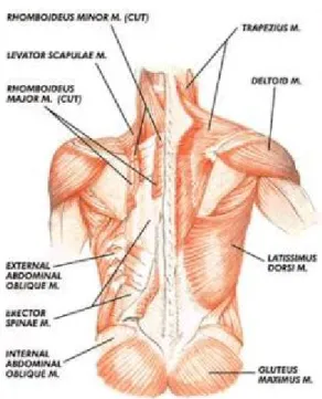 Gambar 11. Otot Punggung (Sumber, Ade Rai, 2008: 1)  7.  Hakikat Kekuatan Otot Perut 
