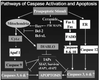 FIGURE 2. Pathways of caspase activation and apoptosis.