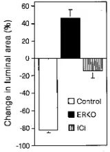 Figure 5 The effects of 0h and 24 h in luminal areas for isolated ductules from wild-type controls, ERKOductule segments 24h after ligation