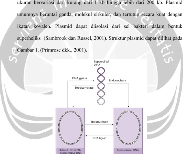 Gambar 1. Struktur plasmid (Sumber : Primrose dkk., 2001) 