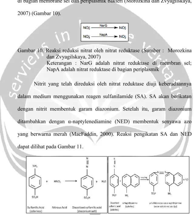 Gambar 10. Reaksi reduksi nitrat oleh nitrat reduktase (Sumber :   Morozkina  dan Zvyagilskaya, 2007) 