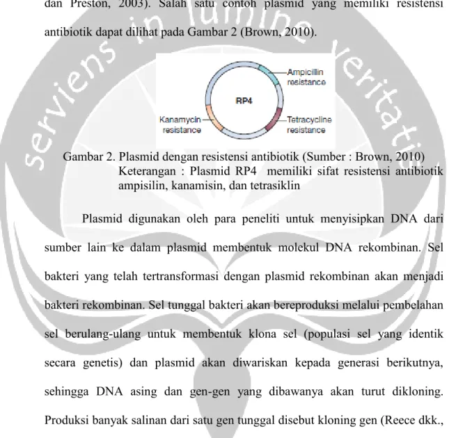 Gambar 2. Plasmid dengan resistensi antibiotik (Sumber : Brown, 2010)  Keterangan  :  Plasmid  RP4    memiliki  sifat  resistensi  antibiotik  ampisilin, kanamisin, dan tetrasiklin 