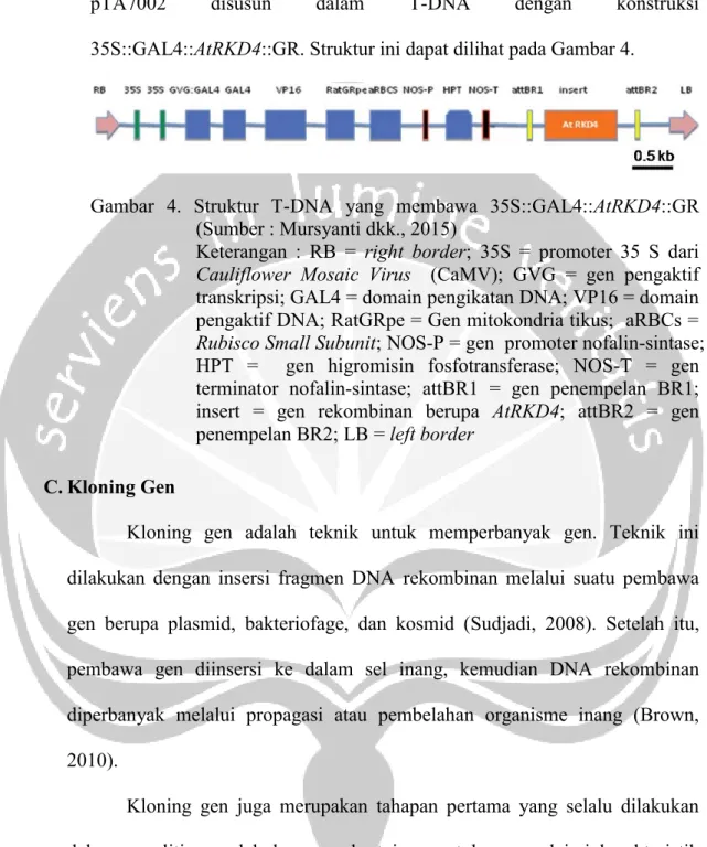 Gambar  4.  Struktur  T-DNA  yang  membawa  35S::GAL4::AtRKD4::GR  (Sumber : Mursyanti dkk., 2015) 