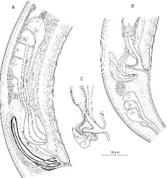 Fig. 3. Anatonchus C : : Male. A : A. ttidentatus, Ejaculatory glands; B : A. tridentatus, Rectal glands; A