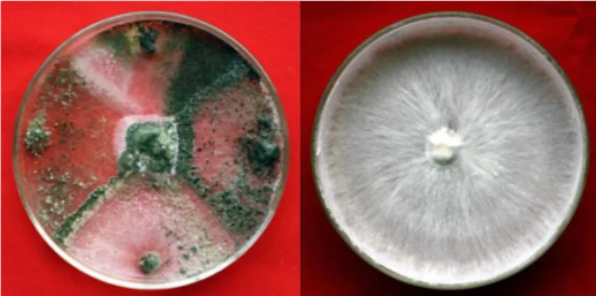 Gambar 2. Pertumbuhan miselium R. microporus dengan beberapa perlakuan pada media potato  dextrose agar  (PDA), 7 hari setelah inokulasi.
