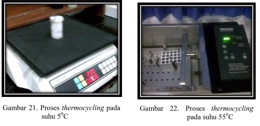 Gambar 22. Proses thermocycling   pada suhu 550C 