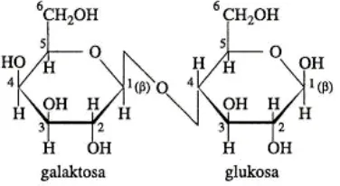 Gambar 2.6 Struktur Laktosa memiliki ikatan β(1→4)