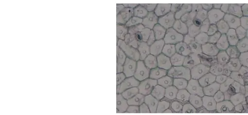 Gambar 2. Bentuk sel epidermis dan stomata daun anggrek bulan (Phalaenopsis