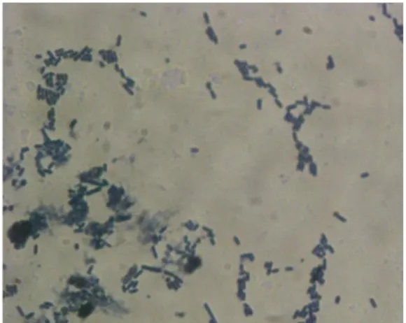Gambar 1.  Lactobacillus plantarum 1A5 