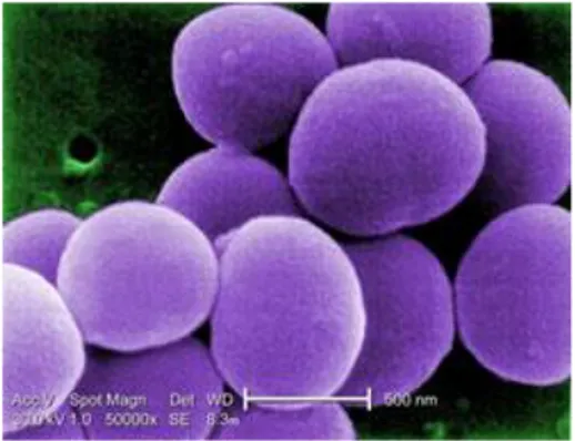 Gambar 2.  Staphylococcus aureus 