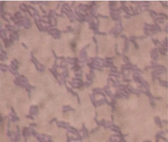 Gambar 5.  Morfologi Lactobacillus plantarum 1A5 