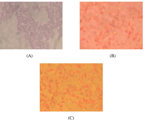 Gambar 6.  Morfologi Bakteri-Bakteri Indikator:  (A) Staphylocoocus aureus  ATCC  25923;  (B)  Salmonella  typhimurium  ATCC  14028;  (C) 
