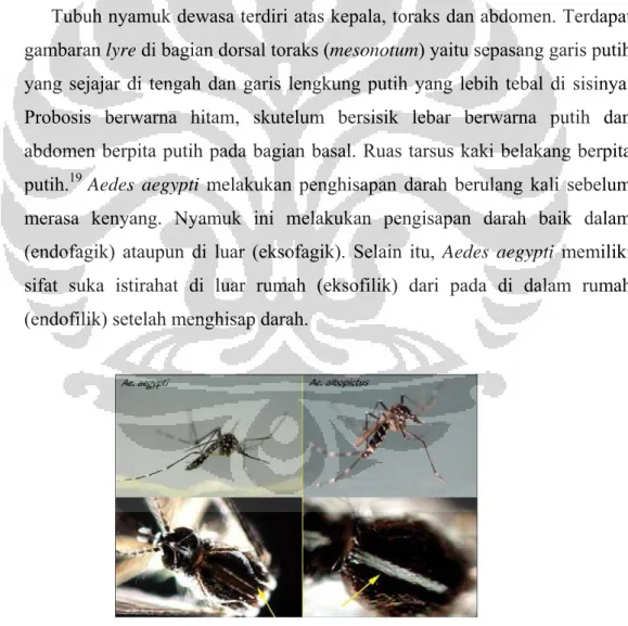 Gambar 7. Nyamuk Ae. aegypti dan Ae. albopictus 17 