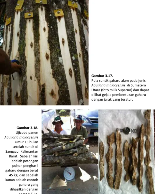 Gambar 3.18.    Ujicoba panen  Aquilaria malaccensis  umur 15 bulan  setelah suntik di  Sanggau, Kalimantan  Barat