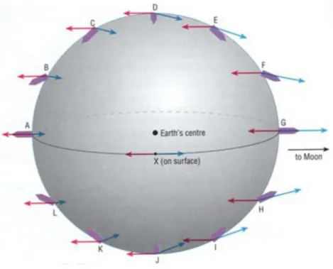 Gambar I. 3. Arah gaya sentrifugal dan gaya gravitasi bulan yang bekerja di  permukaan bumi (sumber : Wright, dkk., 1999) 