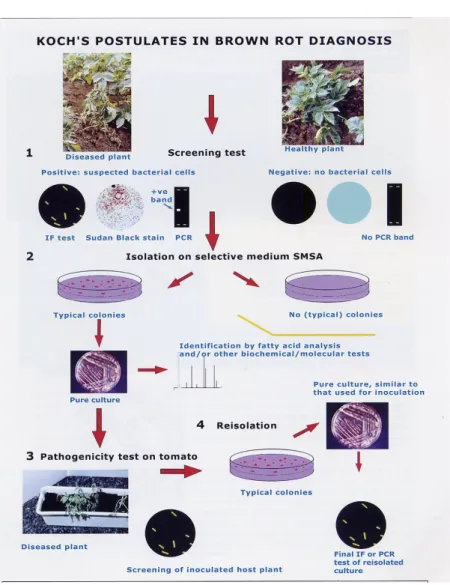 Gambar  1.  Prosedur  Postulat  Koch  untuk  Identifikasi  Bakteri  Penyebab  Brown  Rot  (Anonim,  2008) dengan tahapan sbb: 