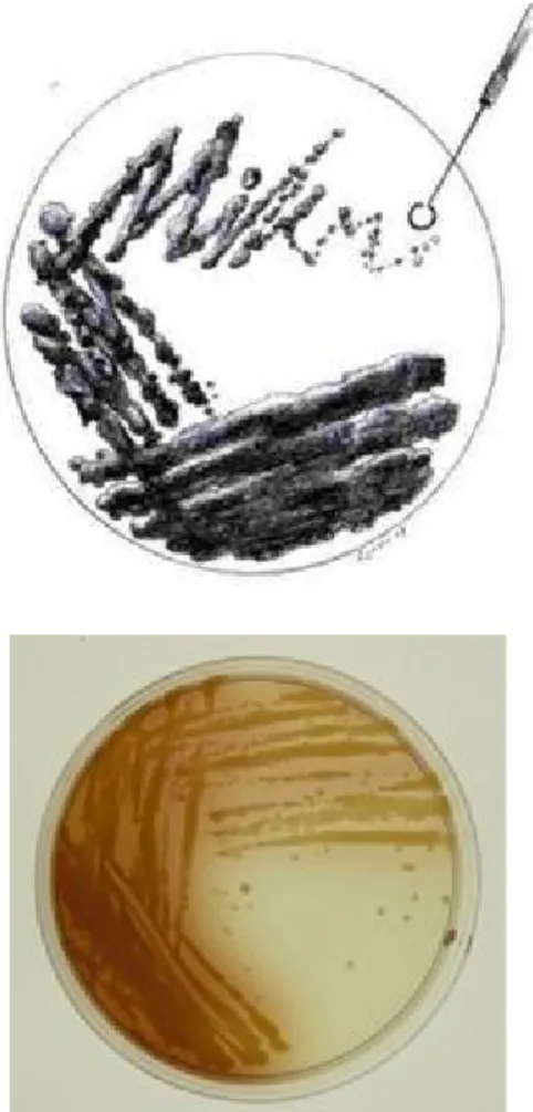 Gambar  8.    Teknik  penggoresan  bakteri  (metode  kuadran)  (Riesama,   2008). 