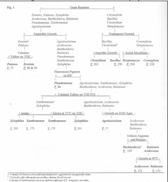 Gambar 9.  Diagram alur Schaad untuk identifikasi bakteri penyakit 