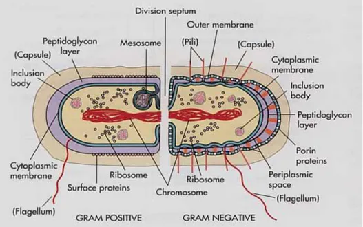 Gambar  10.  Perbedaan  dinding  sel  bakteri  Gram  Positif  dengan  Gram  Negatif       