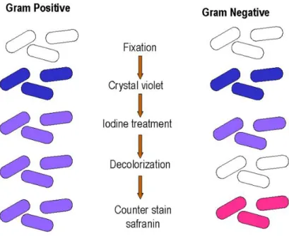 Gambar  12.    Hasil  pewarnaan  Gram  pada  bakteri:    (a)  bakteri  Gram  positif, (b) bakteri Gram negatif  (Anonim,  2008) 