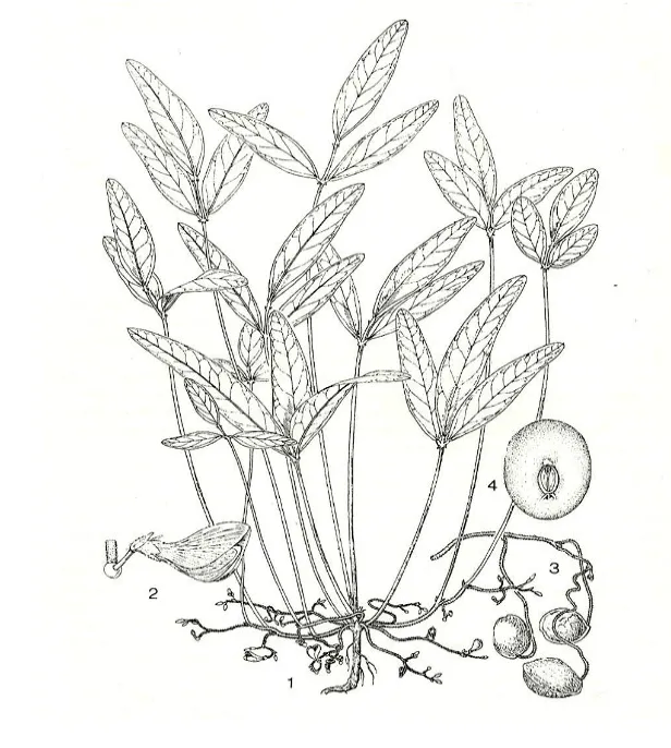 Gambar 1.  Morfologi  tanaman kacang bogor (Vigna subterranea  (L.)  Verdcourt). 1. Sifat pembungaan; 2