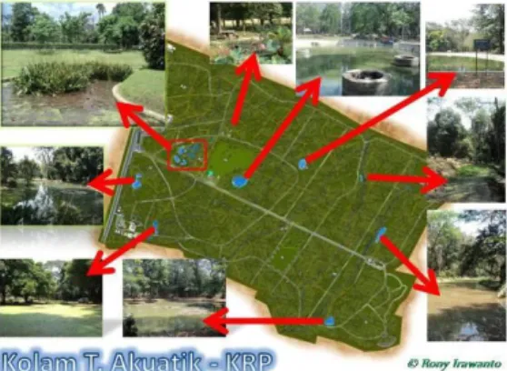 Gambar  1.  Lokasi  Kolam  dan  Tumbuhan  Akuatik  di  Kebun Raya Purwodadi.  
