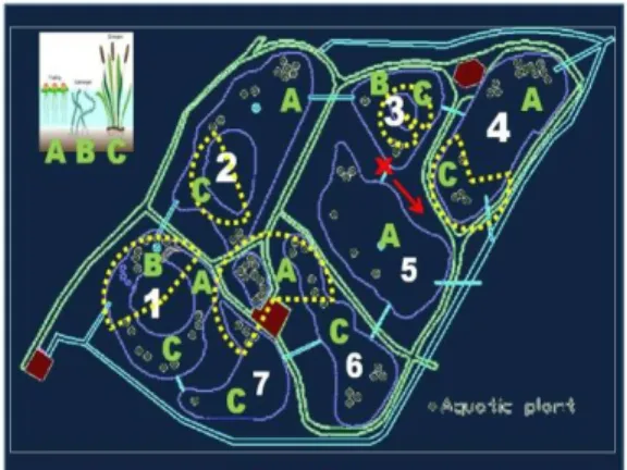 Gambar 13. Rencana Penataan Taman Akuatik. 