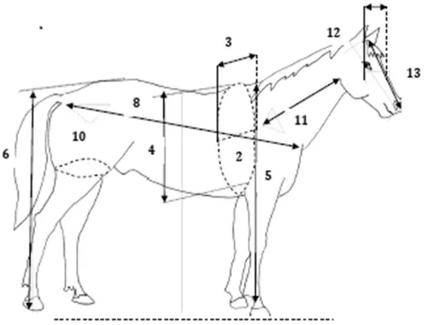 Gambar 7  Sketsa ukuran tubuh kuda (Hawcroft 1983; Owen 2003) 