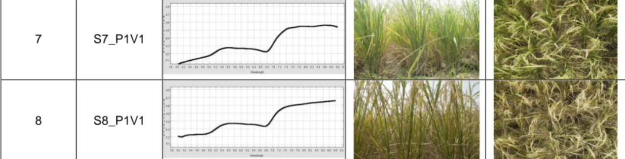 Tabel 7.  Data biofisik pada 8 fase pertumbuhan tanaman padi farmland 1( P1V1), varietas  IR 78581-12-3-2-2 dengan perlakuan pupuk 1  