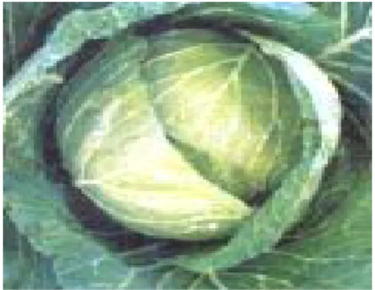 Gambar 2.2 Brassica oleracea. L.  