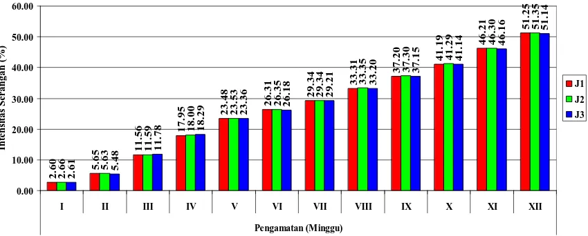 Gambar 6. Histogram pengaruh varietas tanaman jagung terhadap intensitas serangan H. maydis Nisik (%) setiap minggu pengamatan