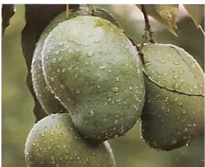 Gambar 1. Buah mangga Arumanis (Anonim, 2002a)