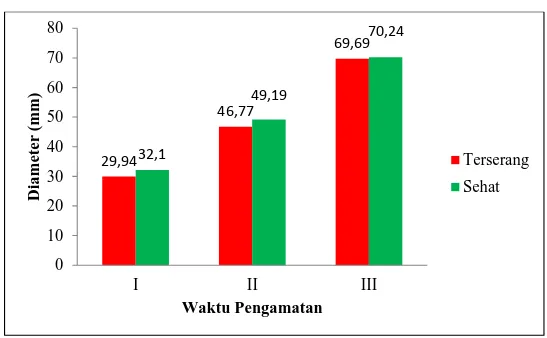 Gambar 4. Rata-rata diameter kayu bawang yang sehat dan terserang selama tiga  kali pengamatan 