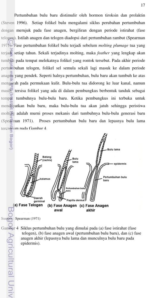 Gambar 4  Siklus pertumbuhan bulu yang dimulai pada (a) fase istirahat (fase                      telogen), (b) fase anagen awal (pertumbuhan bulu baru), dan (c) fase  