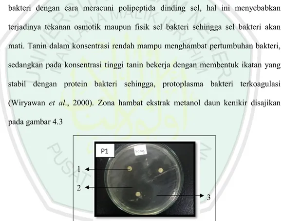 Gambar 4.3 Hasil Uji Antibakteri Ekstrak Metanol Daun Kenikir terhadap Bakteri  Salmonella typhi 