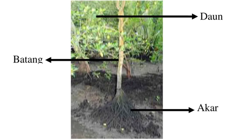 Gambar 4 Morfologi tumbuhan lindur (Bruguiera gymnorrhiza)  Sumber : James dan Duke (2006) 