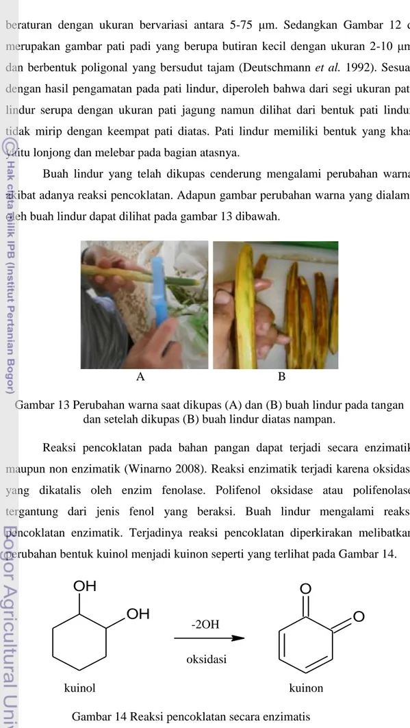 Gambar 13 Perubahan warna saat dikupas (A) dan (B) buah lindur pada tangan  dan setelah dikupas (B) buah lindur diatas nampan