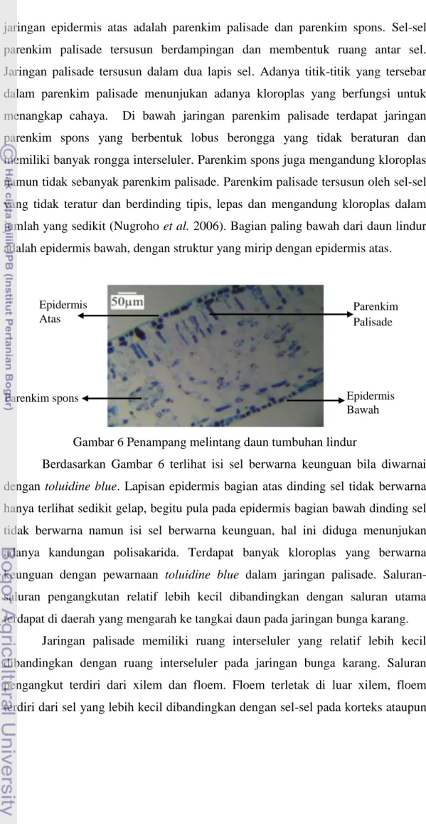 Gambar 6 Penampang melintang daun tumbuhan lindur 