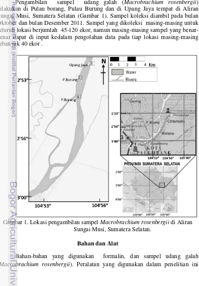 Gambar 1. Lokasi pengambilan sampel Macrobrachium rosenbergii di Aliran 