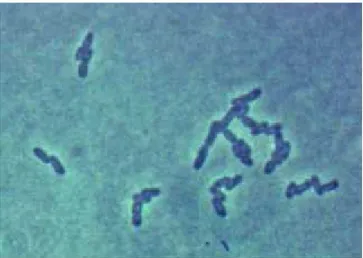 Gambar 2.1. Bakteri Eschricia coli Sumber : Todar (2004)