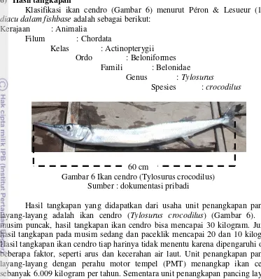 Gambar 6 Ikan cendro (Tylosurus crocodilus) 