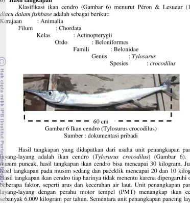 Gambar 6 Ikan cendro (Tylosurus crocodilus) 