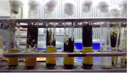 Gambar 1. Perubahan kekeruhan pada uji dilusi ekstrak etanol daun sirih merah  