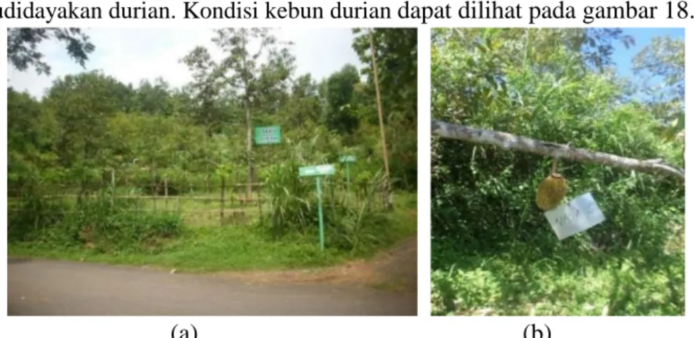 Gambar 14. Lahan Kebun Durian di Kebun Buah Mangunan  (a) Kebun Buah Mangunan, (b) Buah Durian 