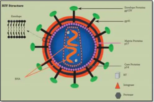 Gambar 2.1. Human Immunodeficiency Virus (Calles et al, 2010) 